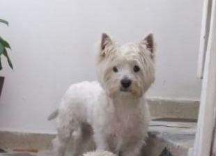 Foto Perrito